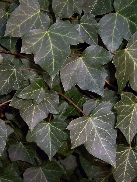 Hedera Helix Common Lvy (Central Europe), Tüplü