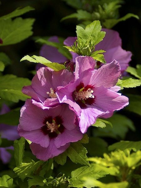 HIBISCUS syriacus PINK GIANT® 'Flogi' GRP 30/40 6/8 BRANCHES