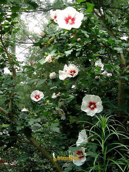 HIBISCUS syriacus 'W.R.Smith' GRP 30/40 6/8 BRANCHES