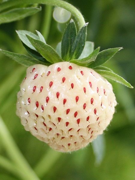 Çilek Fidesi Beyaz Çilek (Pineberry), Askılı Saksıda
