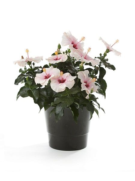Çin Gülü, Japon Gülü Hibiscus rosa-sinensis, 20-30 cm, Saksıda