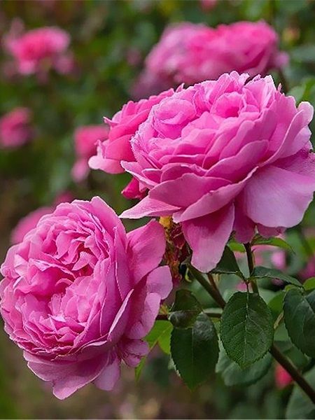 Isparta Gülü Fidanı Aşılı Rosa × damascena, Saksıda