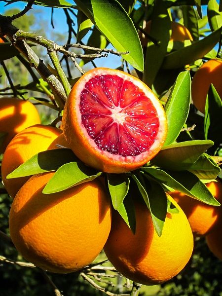 Kan Portakalı Fidanı Citrus sinensis Moro, 80-100 cm, Saksıda