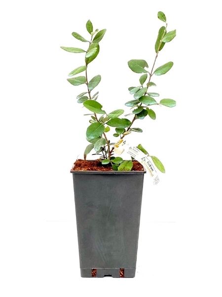 Kaymak Ağacı Fidanı Feijoa sellowiana, 20-40 cm, Saksıda