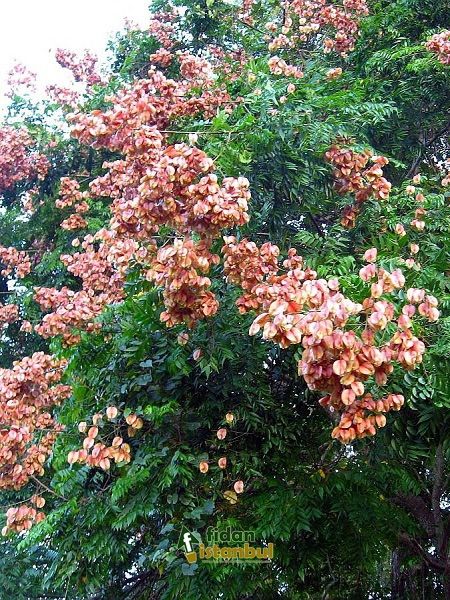 Koelreuteria paniculata -China Tree.Golden Rain Tree Pride of İndia(eastern Asia)