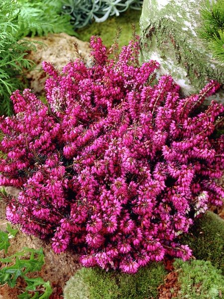 Koyu Pembe Funda Çiçeği Erica carnea December Red, 15-20 cm, Saksıda