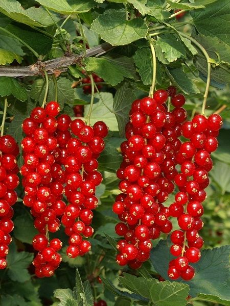 Kırmızı Frenk Üzümü Ribes rubrum Rovada İTHAL, Saksıda
