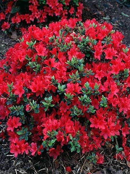 Kırmızı Çiçekli Açelya Azalea japonica DARKNESS, İTHAL, Saksıda