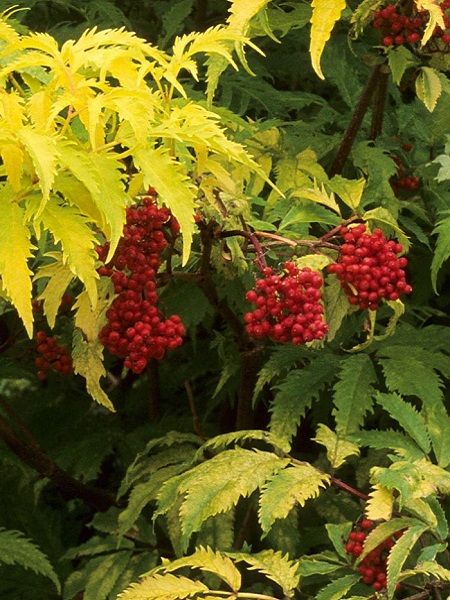 Kırmızı Meyveli Süs Mürveri Sambucus racemosa Sutherland Gold, 20-40 cm, Saksıda