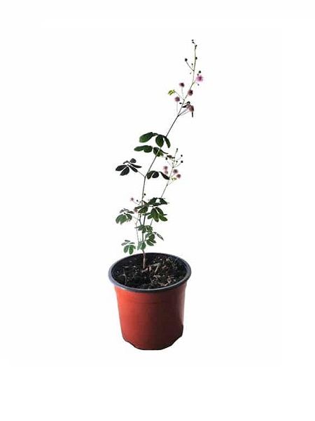 Küstüm Çiçeği Mimosa pudica, 20-30 cm, Saksıda