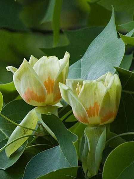 Lale Ağacı Liriodendron tulipifera, Saksıda