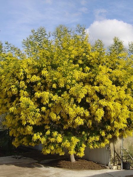 Mimoza Ağacı Acacia dealbata Mimosa, 100 cm, Saksıda