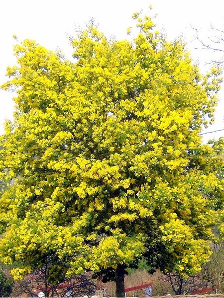 Mimoza Ağacı Acacia dealbata Mimosa, +150 cm, Saksıda 