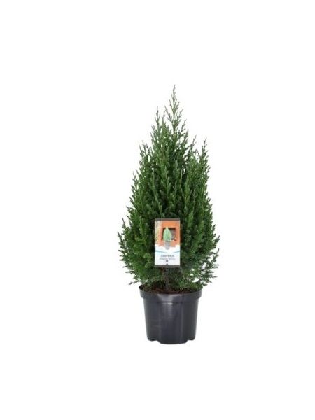 İnce Yapraklı Ardıç Juniperus chinensis Stricta, 30-40 cm, Saksıda