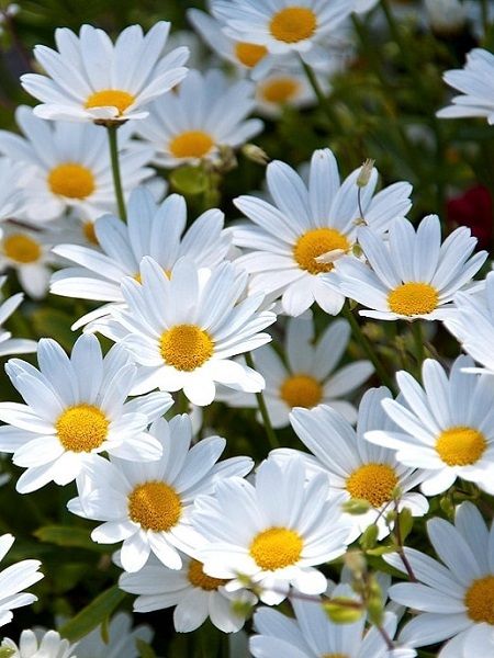 Papatya Beyaz Renk Çiçek Tohumu +- 300 Adet
