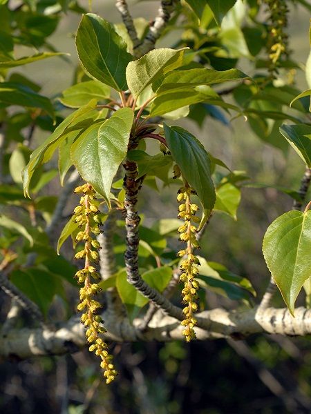 Populus balsamifera-Balsam poplar (Canada)