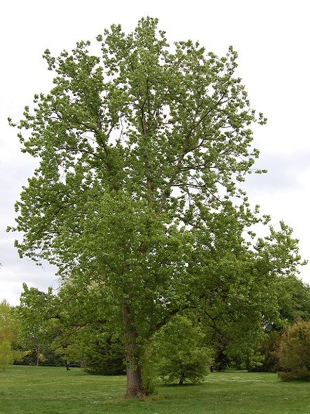 Populus tremula-Aspen(central Europe)