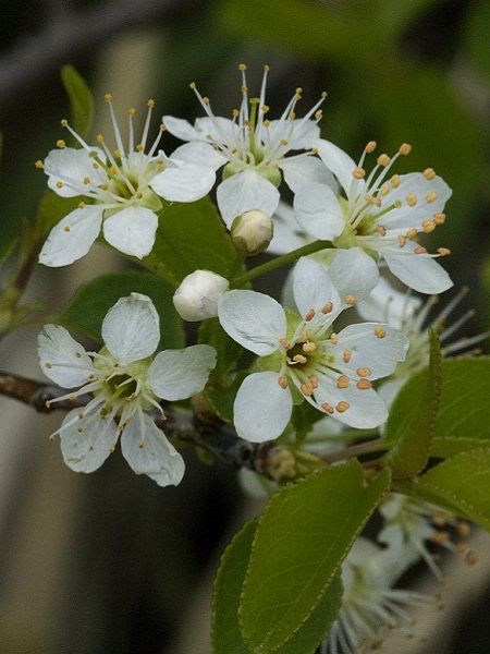 Prunus mahaleb-St Lucy Cheryy (central Europe)