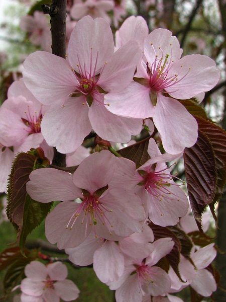 Prunus sargentii(Japan)