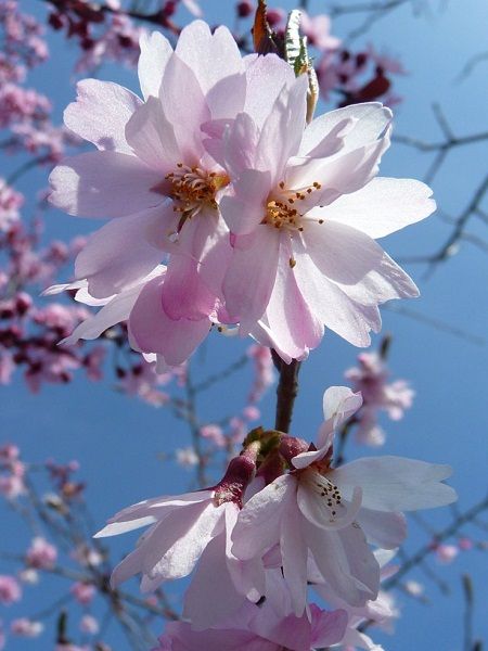 Prunus subhirtella (Japan)