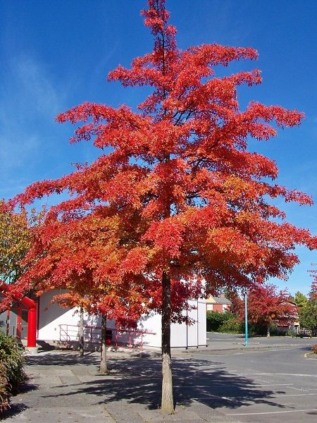 Quercus coccinea-Scarlet Oak(eastern North America)