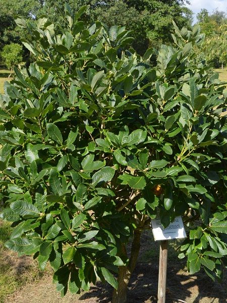 Quercus pontica-Armenian Oak
