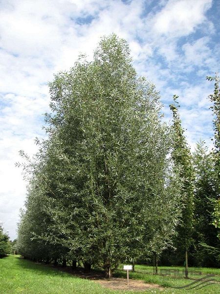 Salix alba 