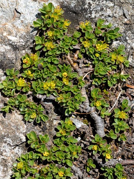 Salix grahamii(wild variateis:Scotland)