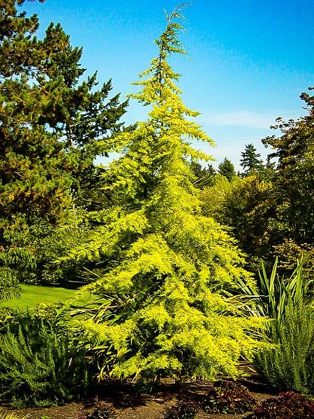 Sarı Sedir Ağacı Cedrus deodora Aurea, Saksıda