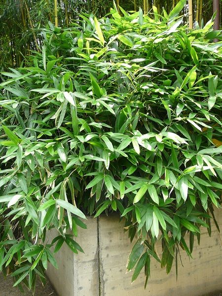 Sasa palmata(=Arundinaria palmata)(Japan)