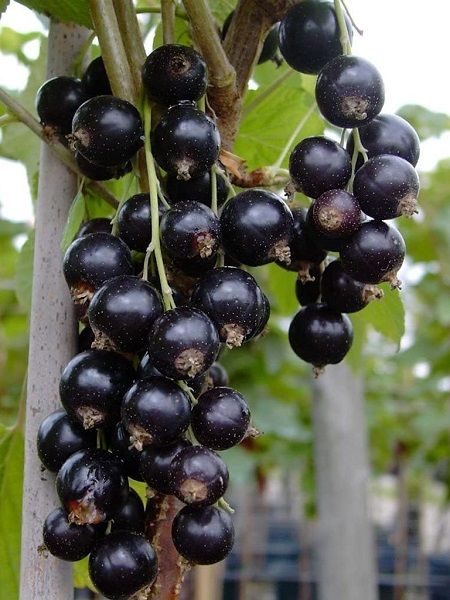 Siyah Frenk Üzümü Fidanı Ribes nigrum Titania, 30-50 cm, Saksıda