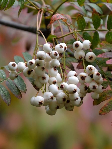 Sorbus koehneana(wastern to central China)