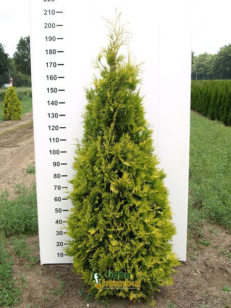 THUJA occidentalis 'Yellow Ribbon'20-40 cm