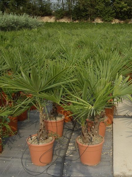 Tüylü Palmiye Chamaerops excelsa, 20-40 cm, Saksıda