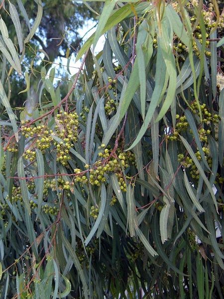 Uzun Yapraklı Okaliptus Fidanı Eucalyptus camaldulensis, +120 cm, Saksıda