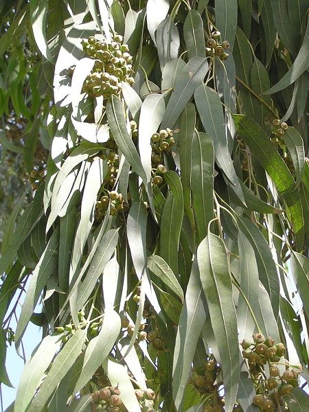 Uzun Yapraklı Okaliptus Fidanı Eucalyptus camaldulensis, +120 cm, Saksıda