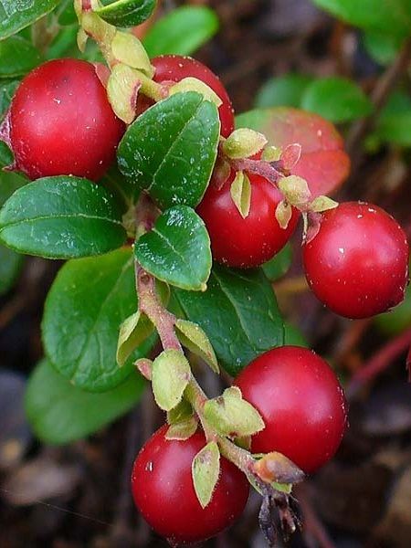 Vaccinium vitis-idaea-Cowberry(northern Eurasia,arctic North America)