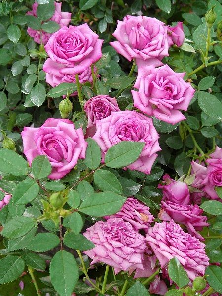 Violet Parfume Gül Fidanı Rosa laxa, Saksıda