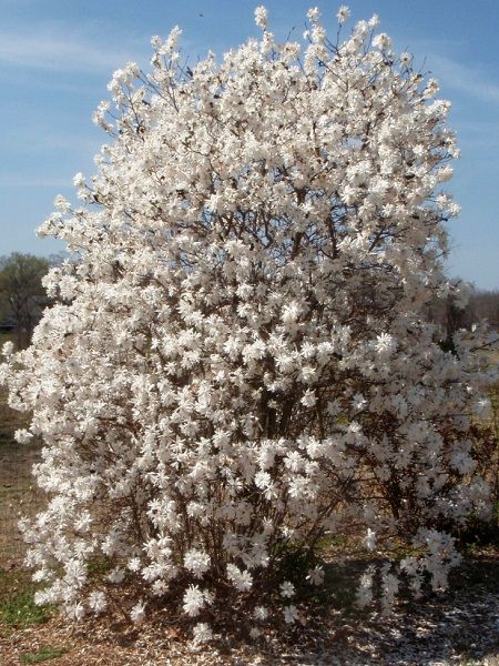 Yaprak Döken Beyaz Manolya Magnolia stellata Royal Star, +100 cm, Saksıda