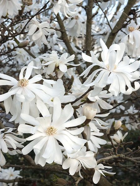 Yaprak Döken Beyaz Manolya Magnolia stellata Royal Star, +100 cm, Saksıda