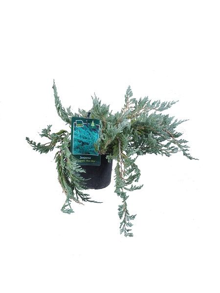 Yayılıcı Ardıç Juniperus horizontalis Blue Chip, Saksıda