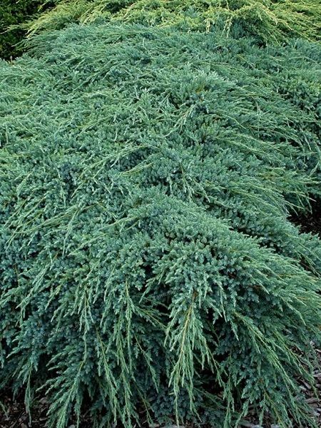Yayılıcı Mavi Ardıç Juniperus squamata Blue Carpet, 20-40 cm, Saksıda