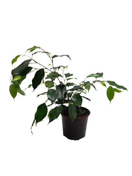Yeşil Yapraklı Benjamin Çiçeği Ficus benjamina Daniella, 20-30 cm, Saksıda