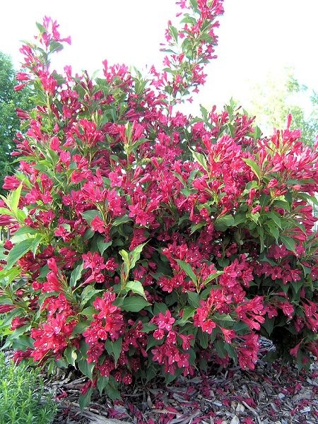 Yeşil Yapraklı Kırmızı Çiçekli Gelin Tacı Weigela florida Newport Red, Saksıda