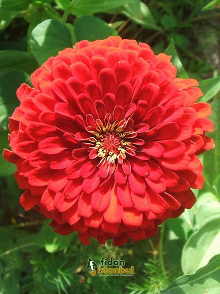 Zinnia (Kirli Hanım Çiçeği) Kırmızı Renk Tohumu +- 40 Adet
